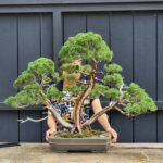 บอนไซ ID773: Itoigawa Shimpaku- multi trunk style