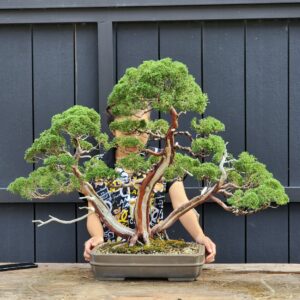 บอนไซ ID773: Itoigawa Shimpaku- multi trunk style
