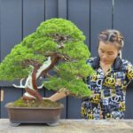 บอนไซ ID772: Itoigawa Shimpaku- master class