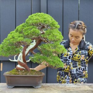 บอนไซ ID772: Itoigawa Shimpaku- master class