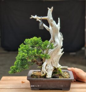 บอนไซ ID785: Shimpaku Sharimiki style