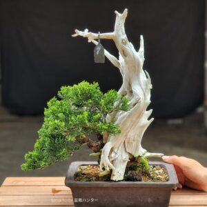 บอนไซ ID785: Shimpaku Sharimiki style