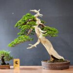 ID853 :Itoigawa Shimpaku- Slanted Style - Premium Class - Image 2