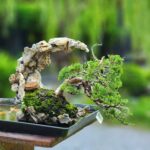 ID851:Ito Shimpaku in halfmoon pot