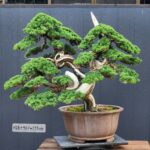 บอนไซ ID873: Juniperus​ Shimpaku​ cascaded style