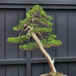 บอนไซ ID863: Kishu​ Shimpaku​(Slanted Style)