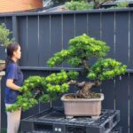 ID848: Podocarpus, Slanted style, Large size,