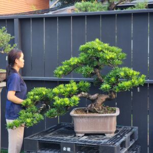 ID848: Podocarpus, Slanted style, Large size,