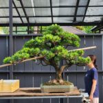 ID847: Podocarpus, slanted style, Large size