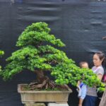 ID849: Podocarpus, Premium quality, Slanted style, large size