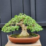 บอนไซ ID862: Wrightia religiosa (โมก) formal upright