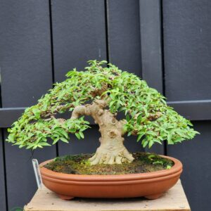 บอนไซ ID862: Wrightia religiosa (โมก) formal upright