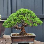 ID864: Ito-Shimpaku 20yrs old (Broom style)