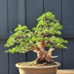 ID871: Itoigawa 35yrs old (twin trunk style)