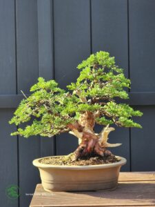 ID871: Itoigawa 35yrs old (twin trunk style)