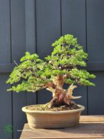 ID871: Itoigawa 35yrs old (twin trunk style)