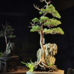 บอนไซ ID895: Kishu Shimpaku bunjinki style
