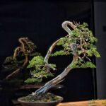 บอนไซ ID896: Kishu Shimpaku