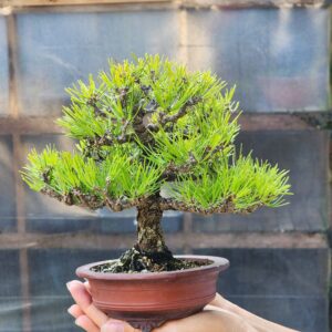 บอนไซ ID887: Japanese Blackpine​ 15-20yrs old.
