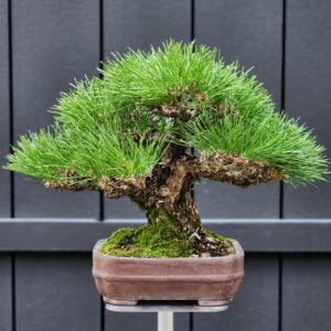 บอนไซ ID884: Japanese Blackpine 40yrs old, Yamadori, formal upright style