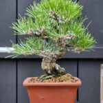 บอนไซ ID885: Japanese Blackpine 15-20yrs old, inormal upright style