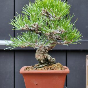 บอนไซ ID885: Japanese Blackpine 15-20yrs old, inormal upright style