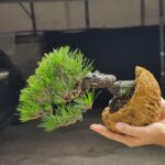 บอนไซ ID888: Japanese Blackpine​ 20-25yrs old. Halfmoon Pot