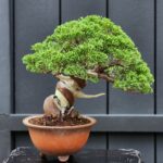 บอนไซ ID880: Itoigawa Shimpaku,25-30yrz old ​informal Upright styl