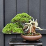 บอนไซ ID891: Top​ Quality​ Itoigawa Shimpaku 30-40yrs old