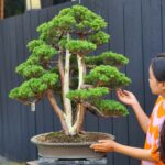 บอนไซ ID897: Kishu Shimpaku - rafted style