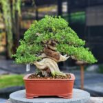 บอนไซ ID899: Itoigawa Shimpaku informal upright style (40-50 yrs old)