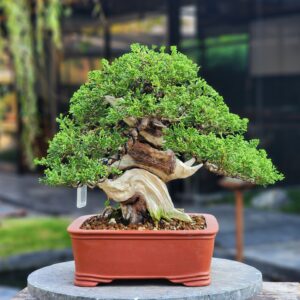 บอนไซ ID899: Itoigawa Shimpaku informal upright style (40-50 yrs old)