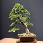 บอนไซ ID894: Kishu Shimpaku 20-25yrs old. h39cm