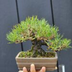 บอนไซ ID893: Japanese Black Pine 25-30yrs old.