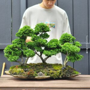บอนไซ ID975: Tsuyama Hinoki -  forest style 30 yrs old