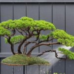 บอนไซ ID971: Kishu​ Shimpaku​, Forest Style