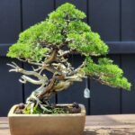 บอนไซ ID947: Itoigawa​ Shimpaku​ slanted style.