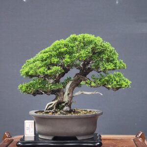 บอนไซ ID960: Itoigawa​ Shimpaku​, Double trunk style