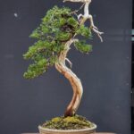 บอนไซ ID951: Kishu Shimpaku - bunjinki style H :60cm