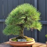 บอนไซ ID974: Japanese Black Pine - Formal upright style . 35 yrs old