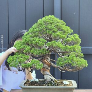 บอนไซ ID967: Itoigawa​ Shimpaku​ - Moyogi style 45yrs old