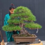 บอนไซ ID970: Japanese Black Pine - Premium Class Quality
