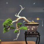 บอนไซ ID972: Kishu​ Shimpaku​, Cascaded style