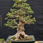 บอนไซ ID968: Kaede Maple​ - upright style 45yrs old