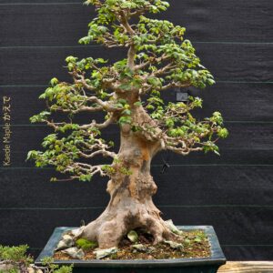 บอนไซ ID968: Kaede Maple​ - upright style 45yrs old