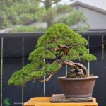 บอนไซ ID961: Kishu​ Shimpaku​