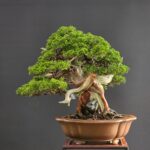 บอนไซ ID977: Itoigawa​ Shimpaku​ - Top Class 70yrs old