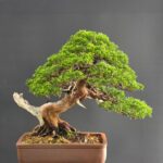 บอนไซ ID965: Itoigawa​ Shimpaku​ - slanted style 40-45yrs old