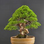 บอนไซ ID969: Itoigawa​ Shimpaku​ - Top Class 80yrs old