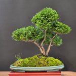 บอนไซ ID975: Tsuyama Hinoki -  forest style 30 yrs old
